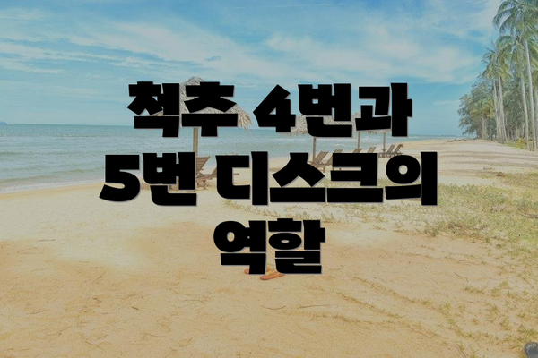 척추 4번과 5번 디스크의 역할